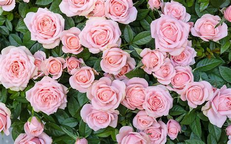 Pink roses, rose bush, pink beautiful flowers, floral background, roses, HD wallpaper | Peakpx