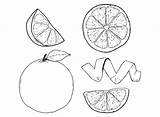Grapefruit Coloring Pages Printable For Free Download sketch template