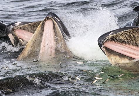 Humpback Whales Gulp Feeding Alaska Photograph by Flip Nicklin - Pixels