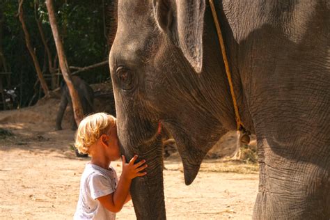 Enjoy Feeding food for elephant 30 mins - Feed our elephants