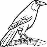 Crow Coloring Pages sketch template