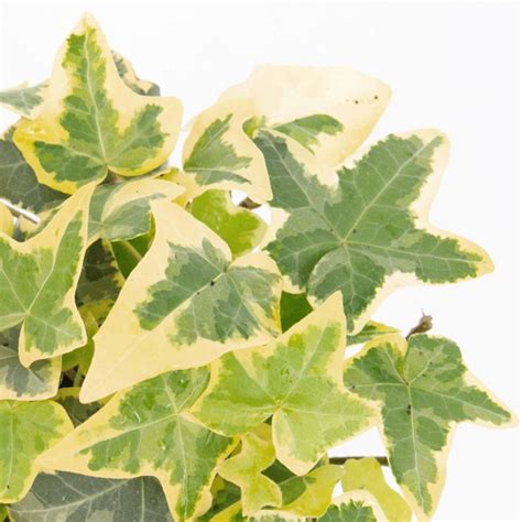 Hedera helix 'Cascade Gold' | Hedera helix, Hedera, Cascade