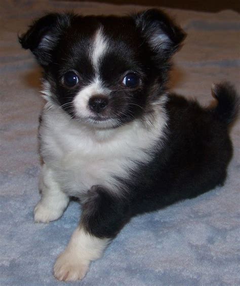 Chihuahua Border Collie Mix - Pets Lovers