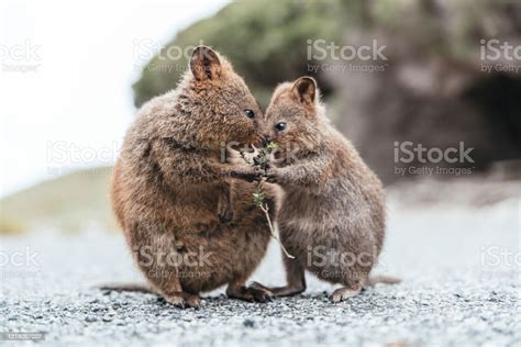 Mother And Baby Quokka Eating Green Twigs Cute Quokkas On Rottnest Island Western Australia ...