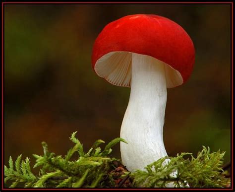 Russula emetica | Mushrooms | Pinterest