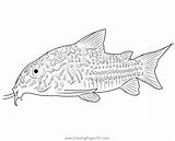 Catfish Coloring Clipart Pages Drawings Drawing Clip Printable Fish Cat  sketch template
