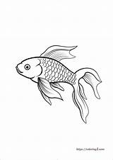 Koi Fish  Free Coloring Sheet sketch template