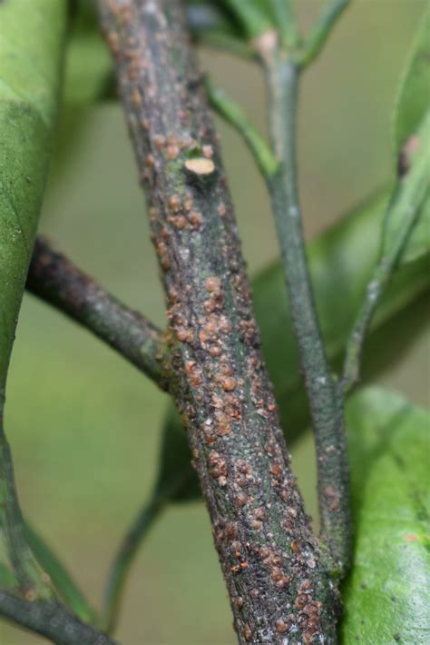 Now’s the Time to Scout for Scales in Citrus | Panhandle Agriculture