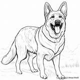 Realistic German Shepherd Coloring Pages  Free & Printable sketch template