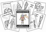 Anatomy Gross Muscular System Exercise Print Flashcards Muscles Muscle  sketch template