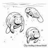 Manatee Coloring Pages  Free & Printable sketch template