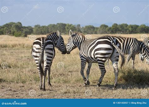 Two kissing zebras stock image. Image of field, facial - 130143057