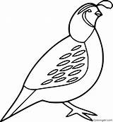 Quail Family Coloring Page sketch template