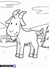 Goat coloring page  Free Printable pages sketch template