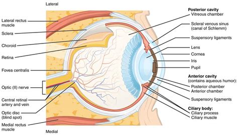 Common Diabetic Eye Problems Explained