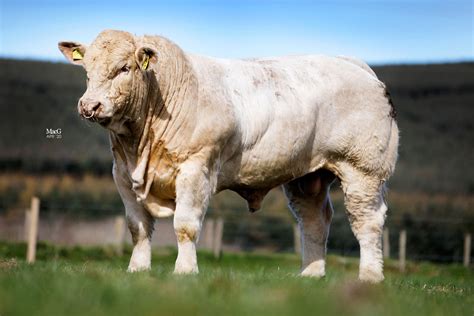 Bulls For Sale - Harestone Charolais - MacGregor Photography