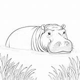 Hippopotamus Coloring Pages 36  Gem sketch template