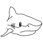 How to Draw a Tiger Shark