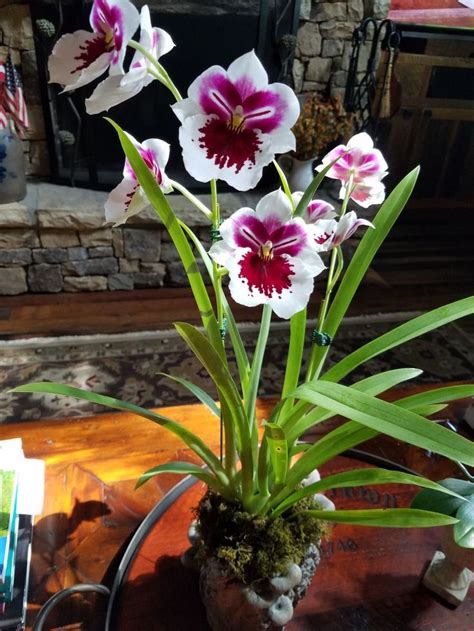 Miltonia Orchid | Beautiful Orchids for Your Garden