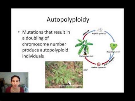 Sympatric Speciation via Polyploidy - YouTube