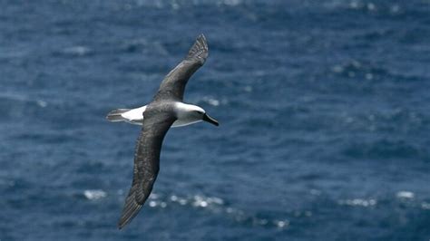 Amsterdam Albatross: Why is it Endangered?