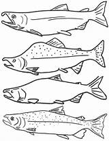 Free Printable Fish Coloring Pages For Kids sketch template