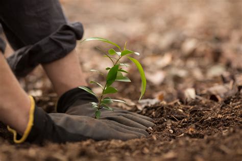 We Can’t Just Plant Billions of Trees to Stop Climate Change | Discover Magazine