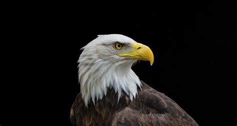 12 Fascinating Facts About Bald Eagles | Bald eagle, Big animals, Eagle ...