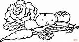 Cabbage Potatoes Carrots And Tomato coloring Page  Free Printable sketch template