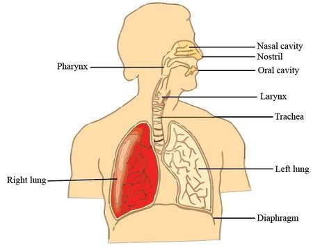 Human Respiratory System Model Labeled