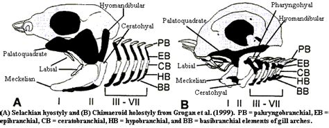 Palaeos Vertebrates: Chondrichthyes: Holocephali