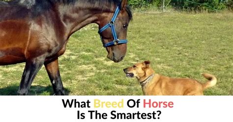 What Breed Of Horse Is The Smartest? - Horse Breeds List