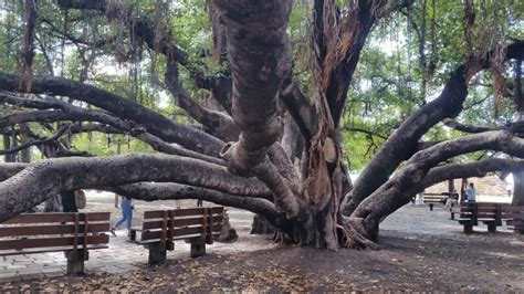 Lahaina banyan tree is THE Maui banyan tree you need to see in Hawaii ...