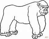 Gorilla 7 coloring page  Free Printable Coloring Pages sketch template
