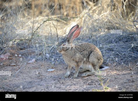 Cape hare (Lepus capensis), Etosha National Park, Namibia Stock Photo ...