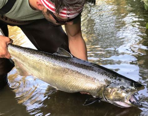 2018 Puyallup River Fishing Report - The Lunker's Guide