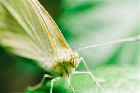 White Butterfly Macro in Garden Stock Photo - Image of grass, plant ...