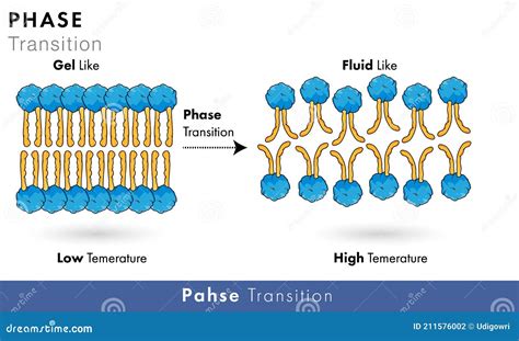 Phase Transition Mechanism In Phospholipids Of Plasma Membrane At Different Temperature Vector ...