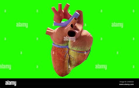 human heart. realistic image isolated, Correct anatomical heart with venous system, 3d render ...