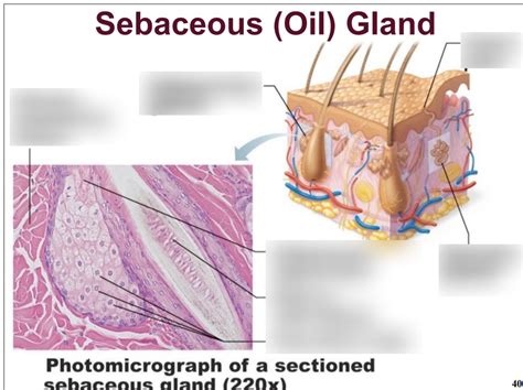 Sebaceous Gland Definition And Function Biology Dictionary, 41% OFF