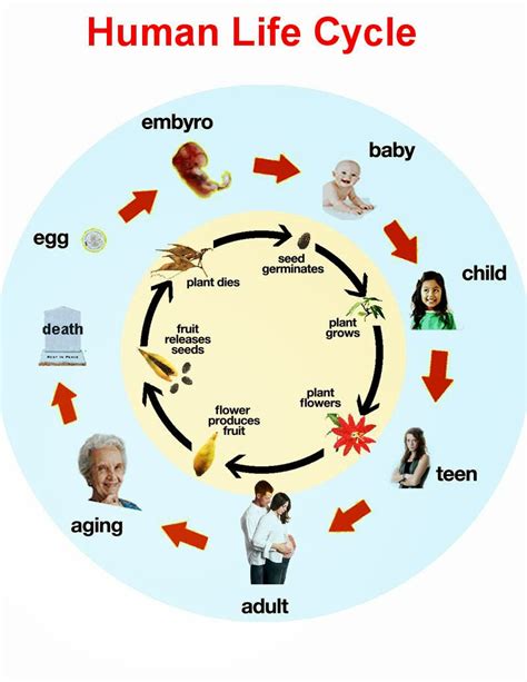 Life Cycle Diagram Human