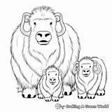 Musk Ox Coloring Pages  Free & Printable sketch template