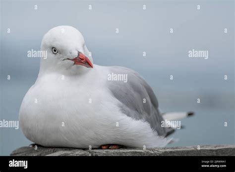 Close-up of seagull nesting Stock Photo - Alamy