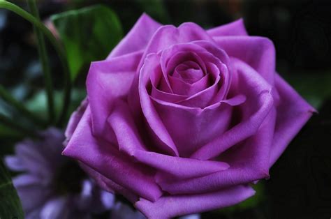 Download Purple Flower Close-up Flower Nature Rose 4k Ultra HD Wallpaper