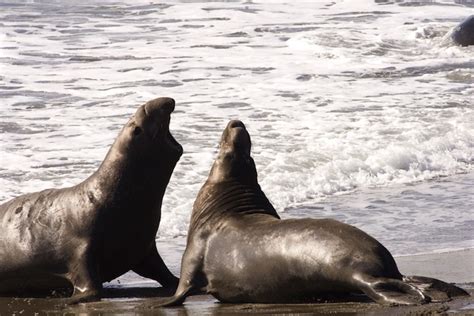 Northern Elephant Seal - Seal Facts and Information