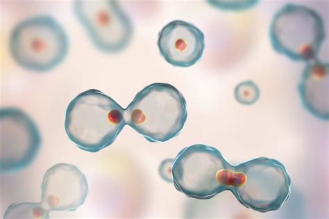 Stages Of Mitosis Under Microscope