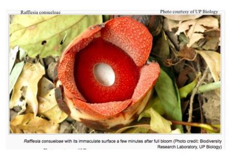 Philippine Rafflesia: Jewels of the floral world - VERA Files