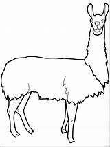Llama coloring pages To Download And Print For Free sketch template