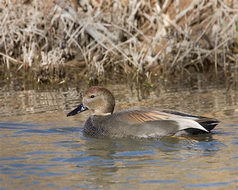 Gadwall