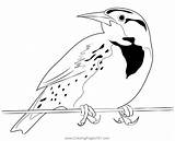 Western Meadowlark State Bird Coloring Page For Kids  Free New World sketch template